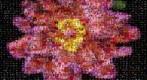 Photomosaic of a peony flower