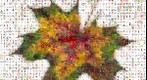 Photomosaic of an maple leaf with autumn colors