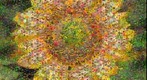 Photomosaic of a sunflower