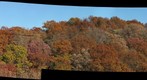 Tree canopies from Panther Hollow Bridge