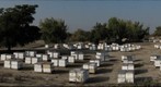 California Honey Bee Sampling 2010 Gigapan #4