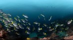 Surgeon Fish - Galapagos