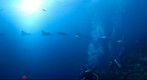 Spotted Eagle Ray Fly By - Galapagos