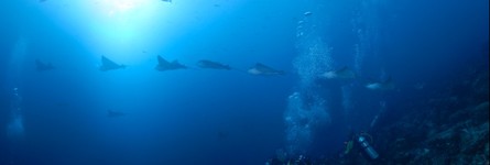 Spotted Eagle Ray Fly By - Galapagos