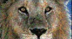 Photomosaic of a lion
