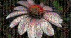 Photomosaic of Echinacea, purple coneflower