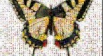 Photomosaic of a tiger swallowtail butterfly