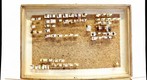 Hemipteran Collection Test 07