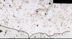 145881A1h01_85cm