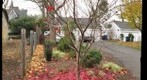 RedLeaves