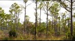 Flatwoods Grasses