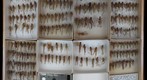 Tettigoniidae 7