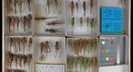 Tettigoniidae 5