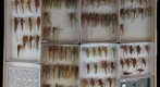 Tettigoniidae 10