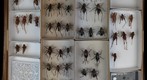 Tettigoniidae 15