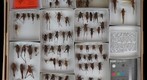 Tettigoniidae 16