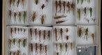 Tettigoniidae Receiving