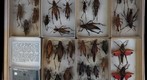 Romaleidae 1