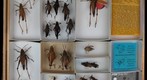 Romaleidae 2