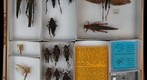 Romaleidae 3