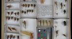 Tettigoniidae 17