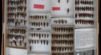 Acrididae 20
