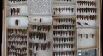 Acrididae 19