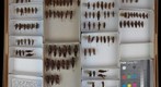 Acrididae 18