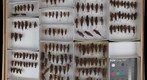 Acrididae 17