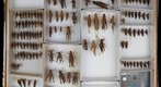Acrididae 15