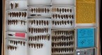 Acrididae 14