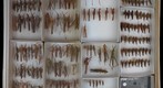 Acrididae 8