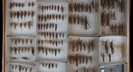 Acrididae 7