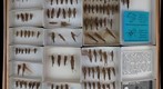 Acrididae 10