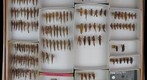 Acrididae 11