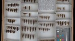 Acrididae 12