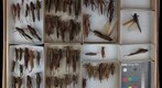 Acrididae 4