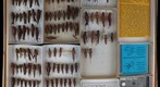 Acrididae 3