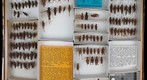 Acrididae 21