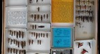 Acrididae 22
