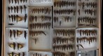 Acrididae 24