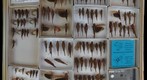 Acrididae 26