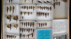 Acrididae 27