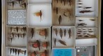 Acrididae 35