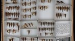 Acrididae 34