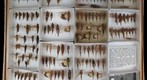 Acrididae 33