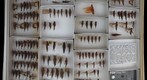 Acrididae 32