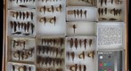 Acrididae 31