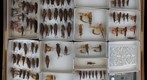 Acrididae 28