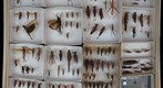Acrididae Receiving 2